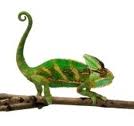 Adaptive Chameleon