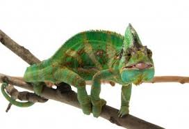 Adaptive Chameleon